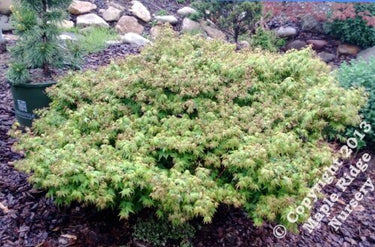 Acer palmatum 'Aoba jo' - mapleridgenursery